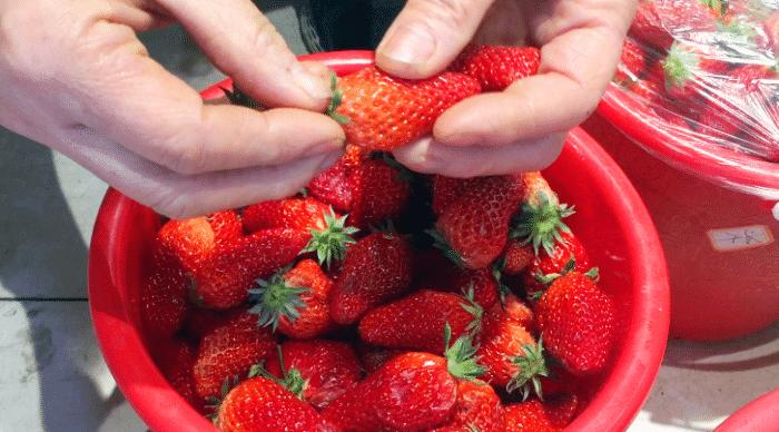 想吃草莓酱可以自己做,自己在家吃草莓酱