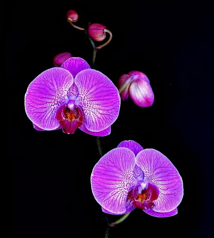 看芦头辨兰花种类,野生兰花种类图片