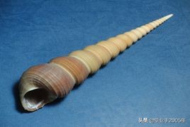 大连海鲜吃货,大连海鲜的种类