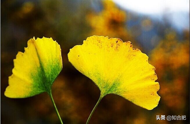 合肥秋季旅游攻略,国庆合肥市内游玩景点推荐