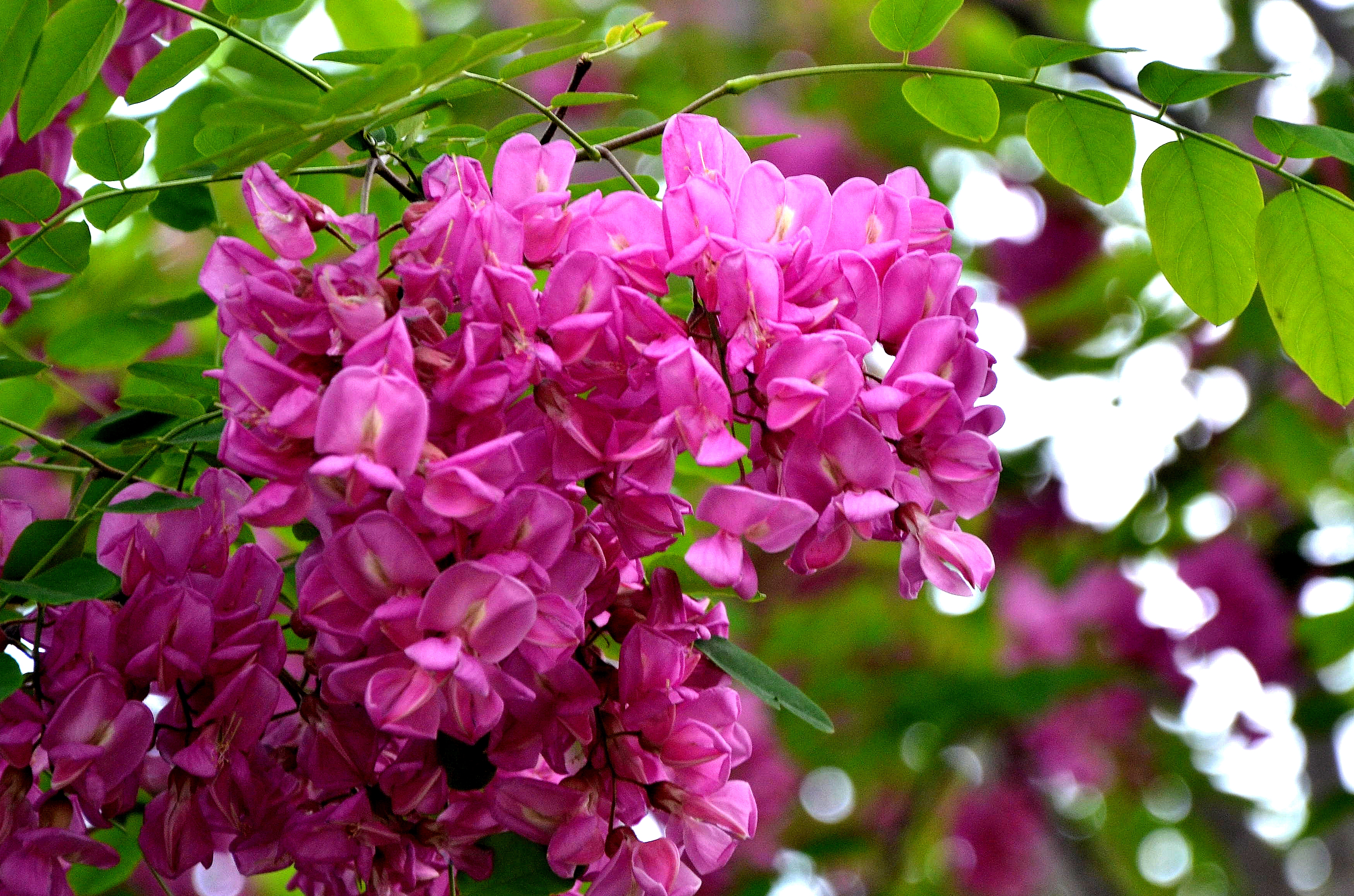 如果你路过西郊，有幽香沁入心脾，那定是从红光公园飘来的槐花香