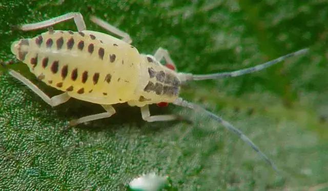 蔬菜害虫种类大全,蔬菜害虫分类及图片大全