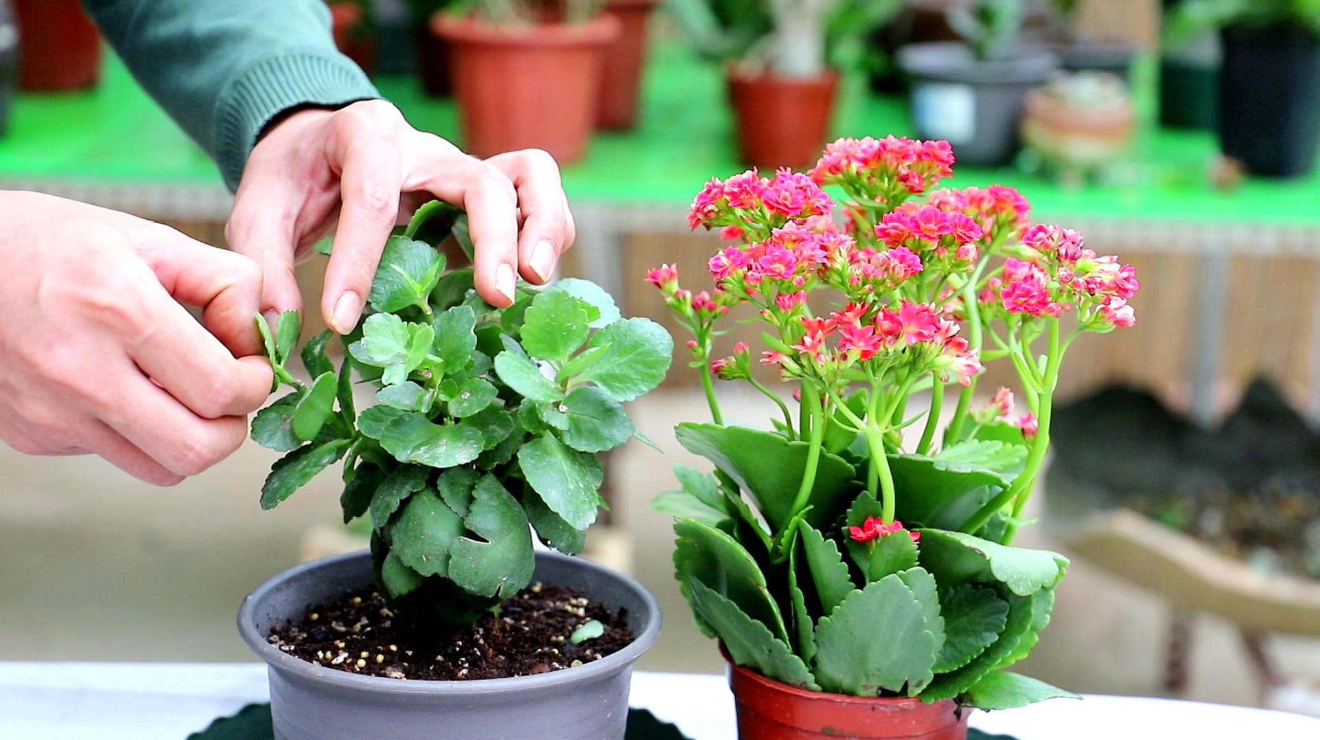 养长寿花选择什么颜色的花盆好看,长寿花推荐五种好看好养的品种