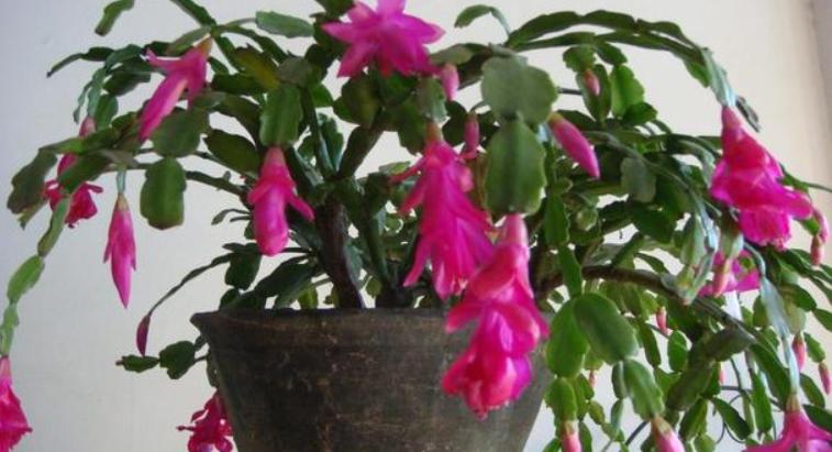 自制花肥酵素哪种最好,自己做酵素花肥怎么操作