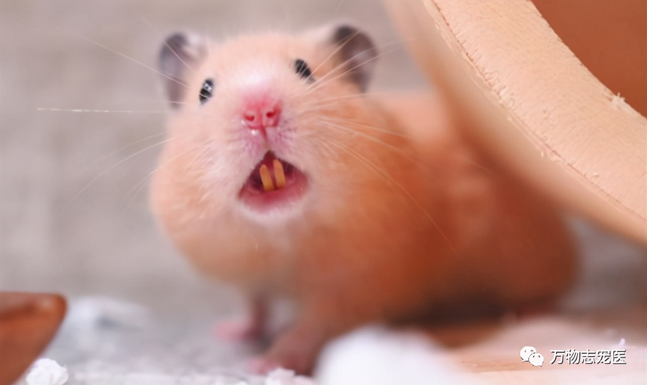 网上买的金丝熊刚到会有疾病吗,金丝熊常见疾病