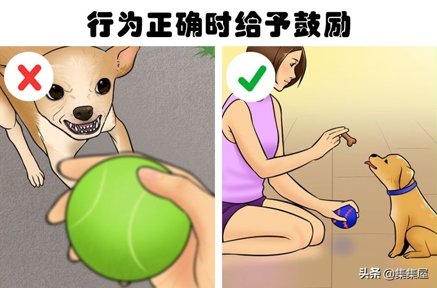 狗狗喜欢咬东西戴什么纠正,狗狗喜欢吞食怎么办