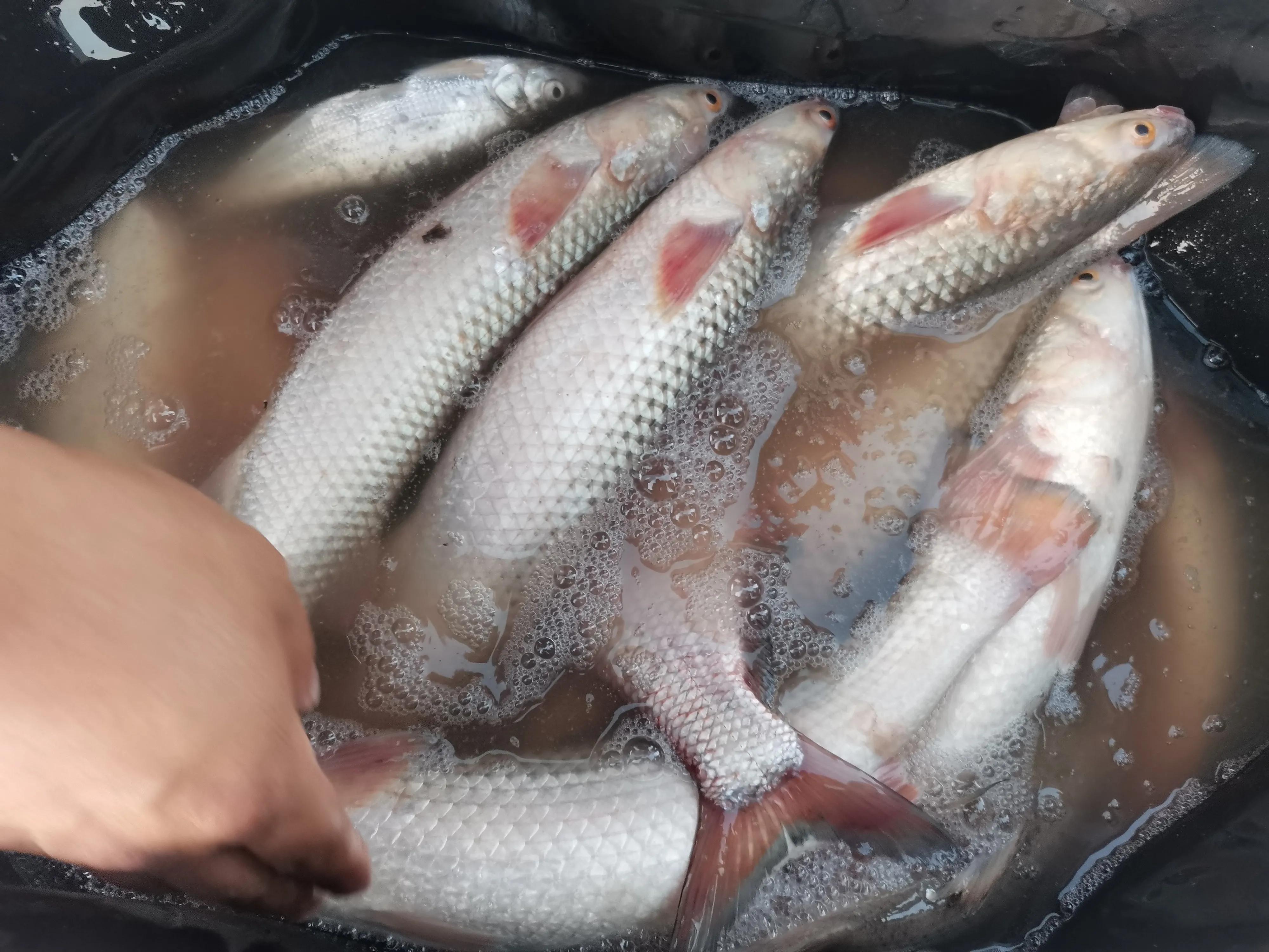 从20块钱的鱼竿开始入坑,购买鱼竿的十大坑