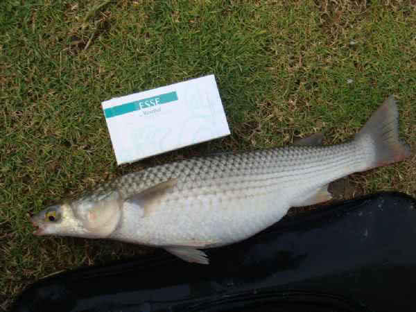 鲻鱼传统钓,鲻鱼大全