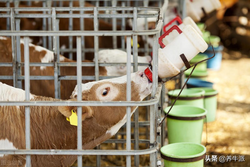 优质乳蛋白含量,初乳百科介绍