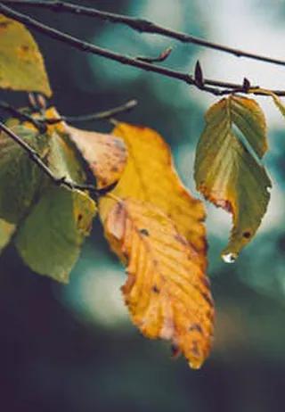 阜新育才尚品幼儿园老师,育才尚品幼儿园属于什么园