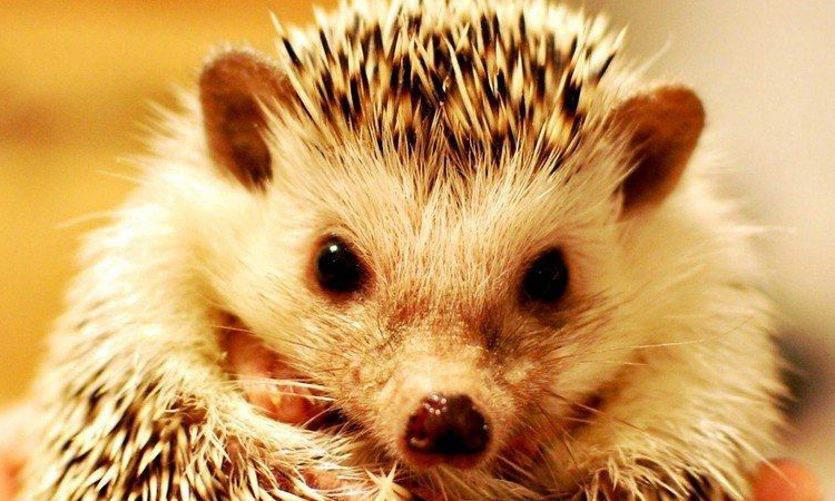 购买宠物用品需要什么,购买宠物须知