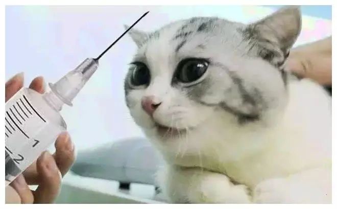 健康的猫不出门也会得猫瘟吗,完全不出门的猫会生病吗