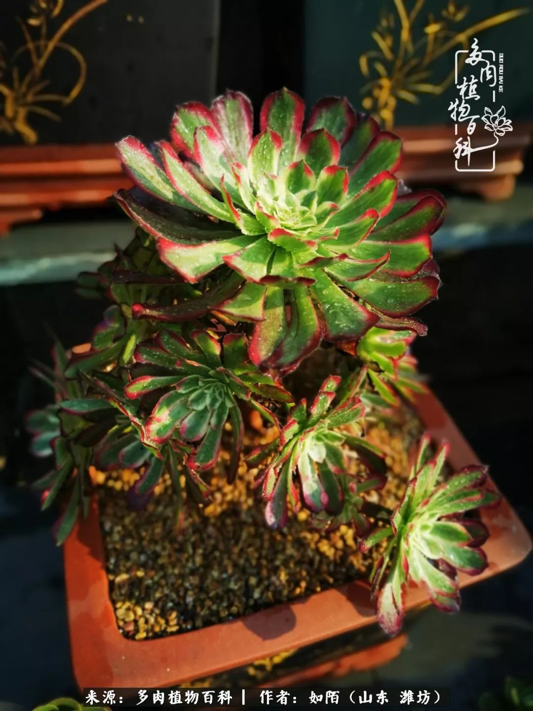 凤凰涅槃,浴火重生!多肉法师圣斗士们的秋天!(附养护经验)