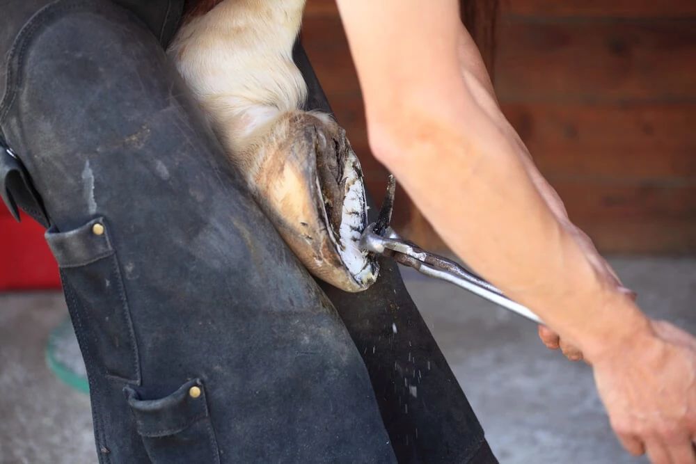 动物界跑步最快的是什么动物,动物界里跑得最快的