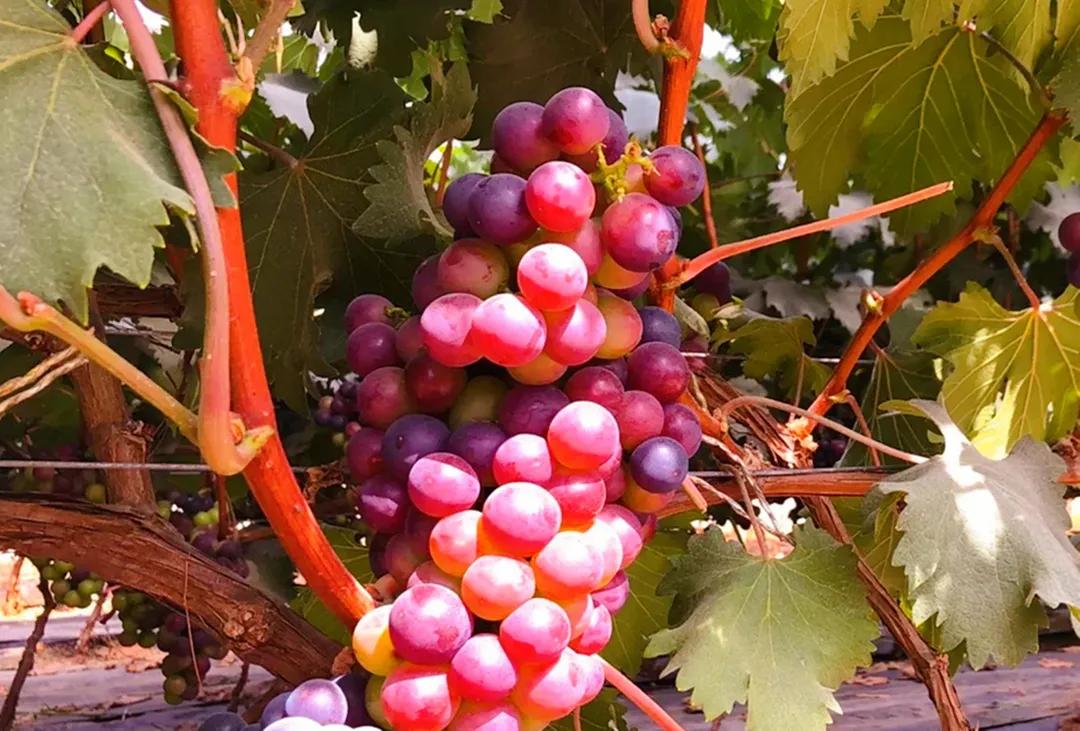 秋天银川旅游线路推荐,银川的秋天