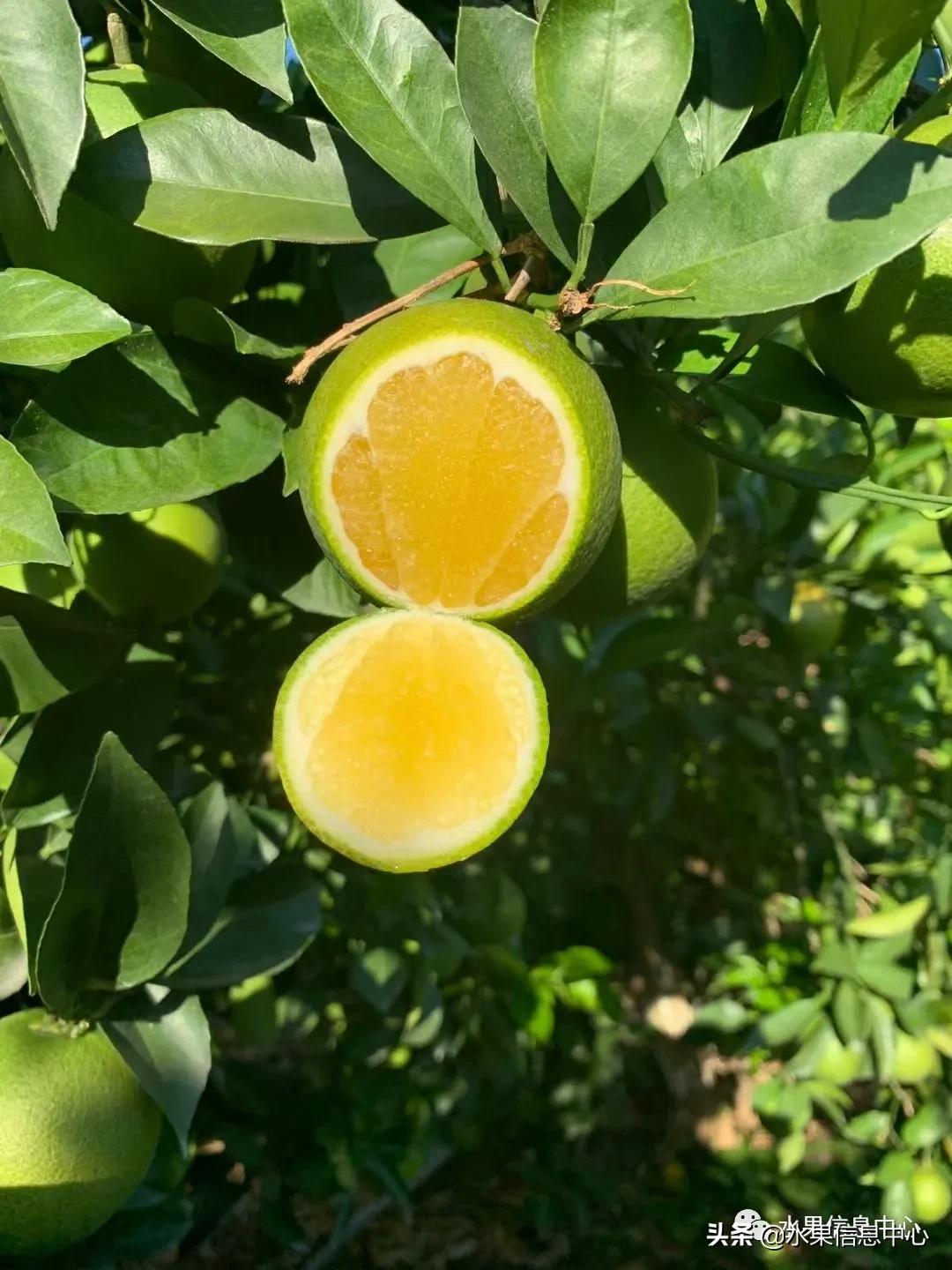 全国橙子产地在哪,中国橙子产地