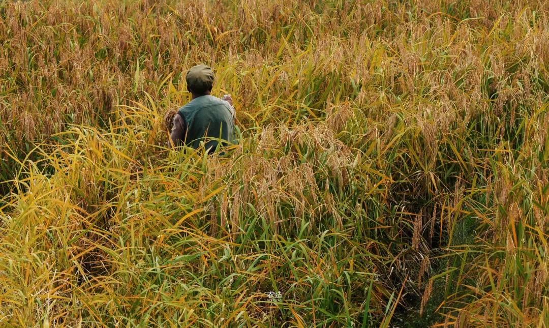 农造田野丨总有一根神经通往乡野|月亮山百里梯田