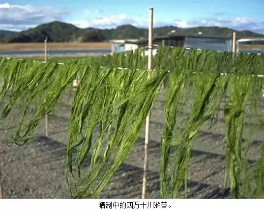 海苔和紫菜,到底是不是一种东西?