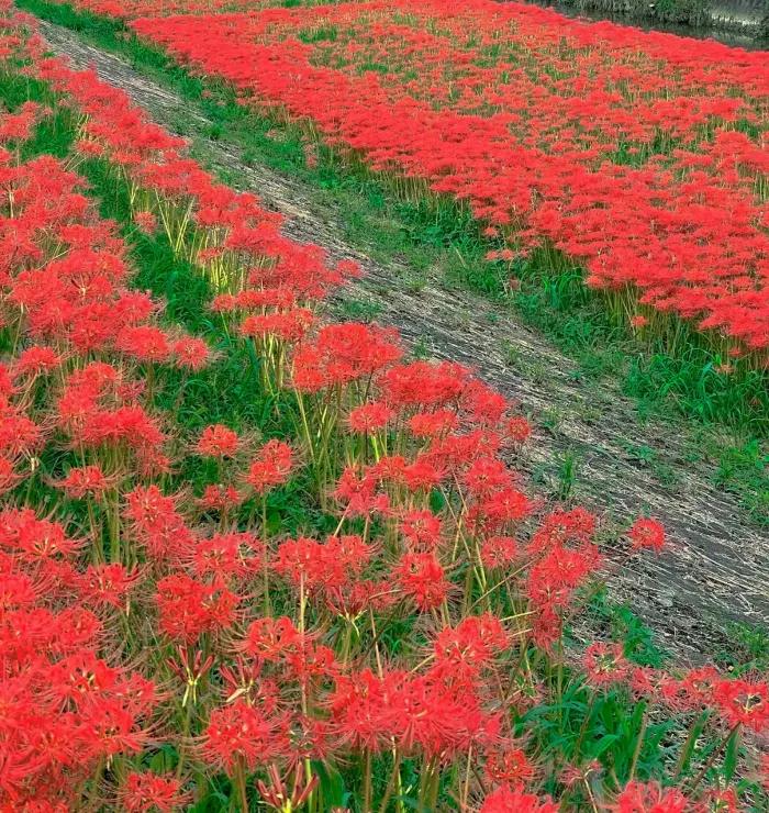 现场实拍曼珠沙华 (全职法师曼珠沙华)