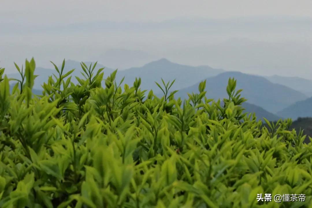 凤凰单丛十大香型是一颗树采摘吗,凤凰单枞十大香型有什么区别