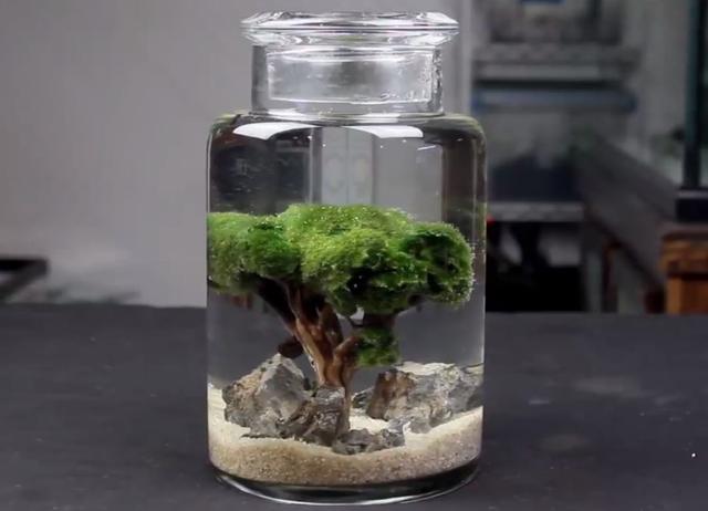 莫斯树到底好不好,莫斯树是什么