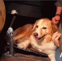 难道琴弹得不好就不能练吗,琴弹得不好还有练的必要吗