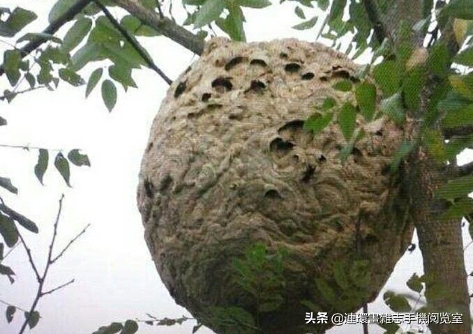 各式蜂巢,各种各样的蜂窝