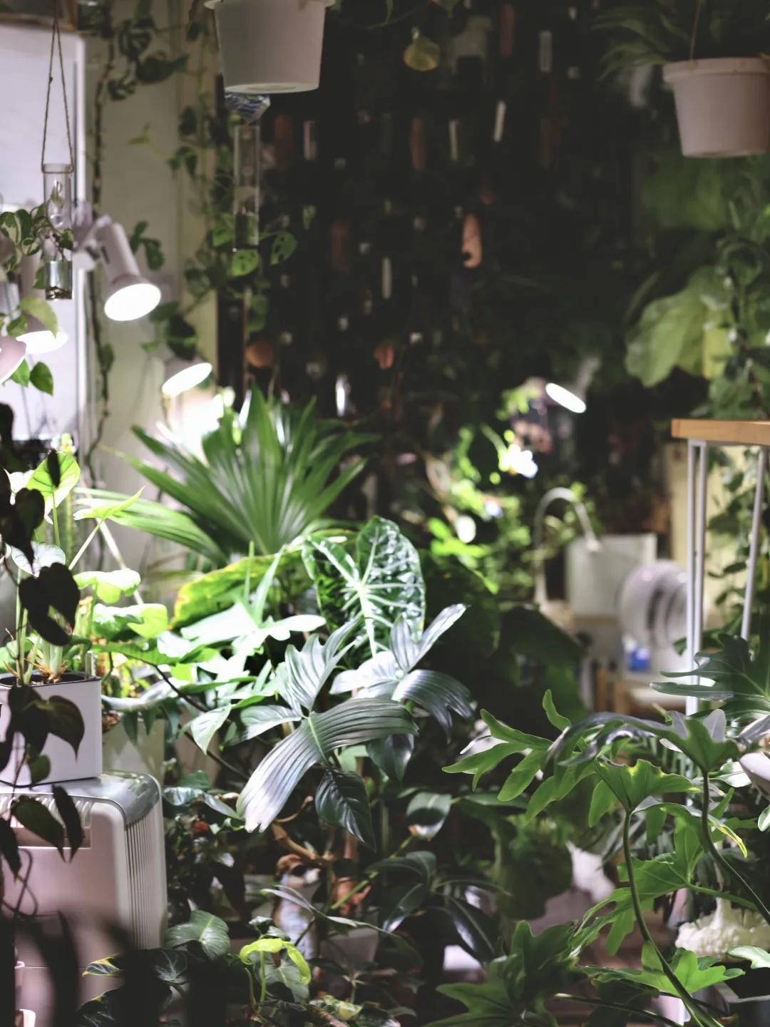 没花园怎么种花？从东北到广东，4位大神在室内种出植物园，绝美