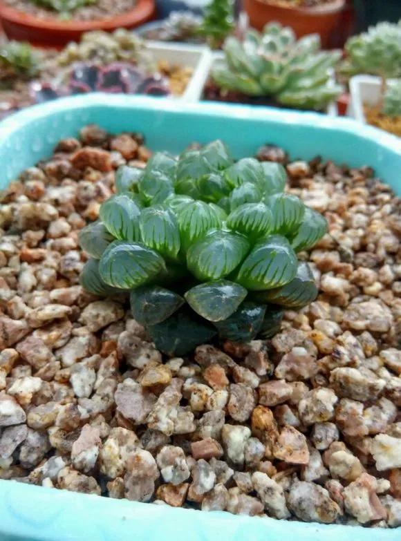 玉露徒长了如何解决,玉露徒长叶子细长干瘪还能恢复吗