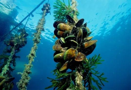 新西兰最有名三文鱼,新西兰帝王鲑三文鱼视频