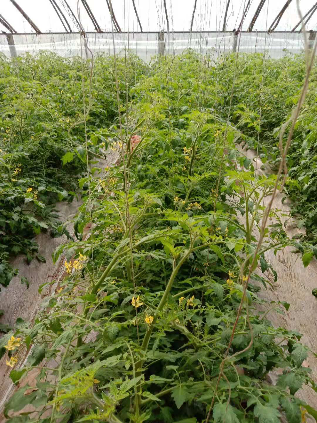 水果型樱桃番茄,樱桃番茄增加糖度