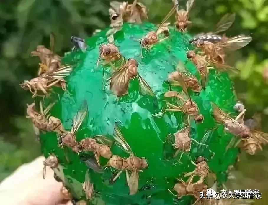 果实蝇危害柑橘的防治方法,果实蝇的危害到几月份