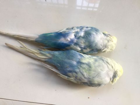 一男子买宠物拆散了一对,小伙买两只宠物猫