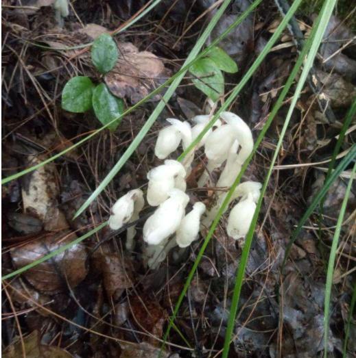 罕见贵州一县发现珍稀植物水晶兰,珍稀兰科植物贵州地宝兰图片