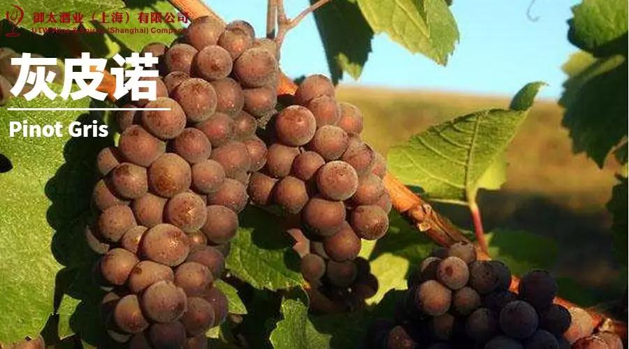 世界葡萄品种最甜十大排名榜,世界十大葡萄酒葡萄品种介绍
