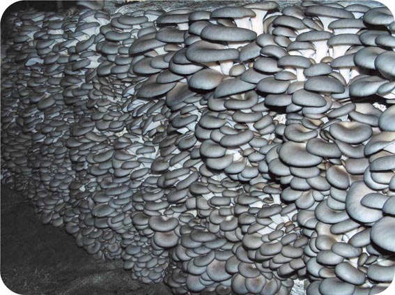 鲜平菇打成浆栽培平菇,平菇基地规模化平菇栽培