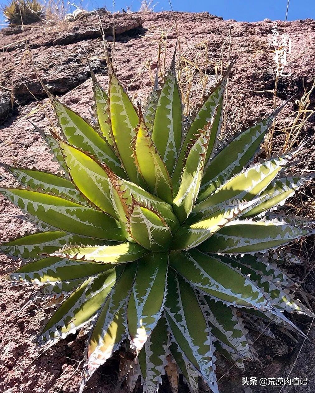 极品龙舌兰,精品龙舌兰欣赏