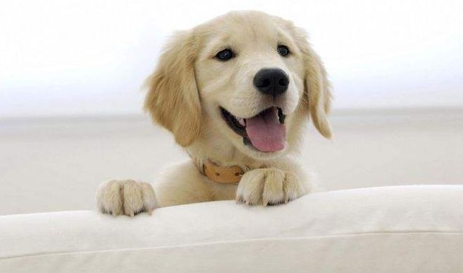 尿结石的危害视频,尿结石狗狗症状有哪些