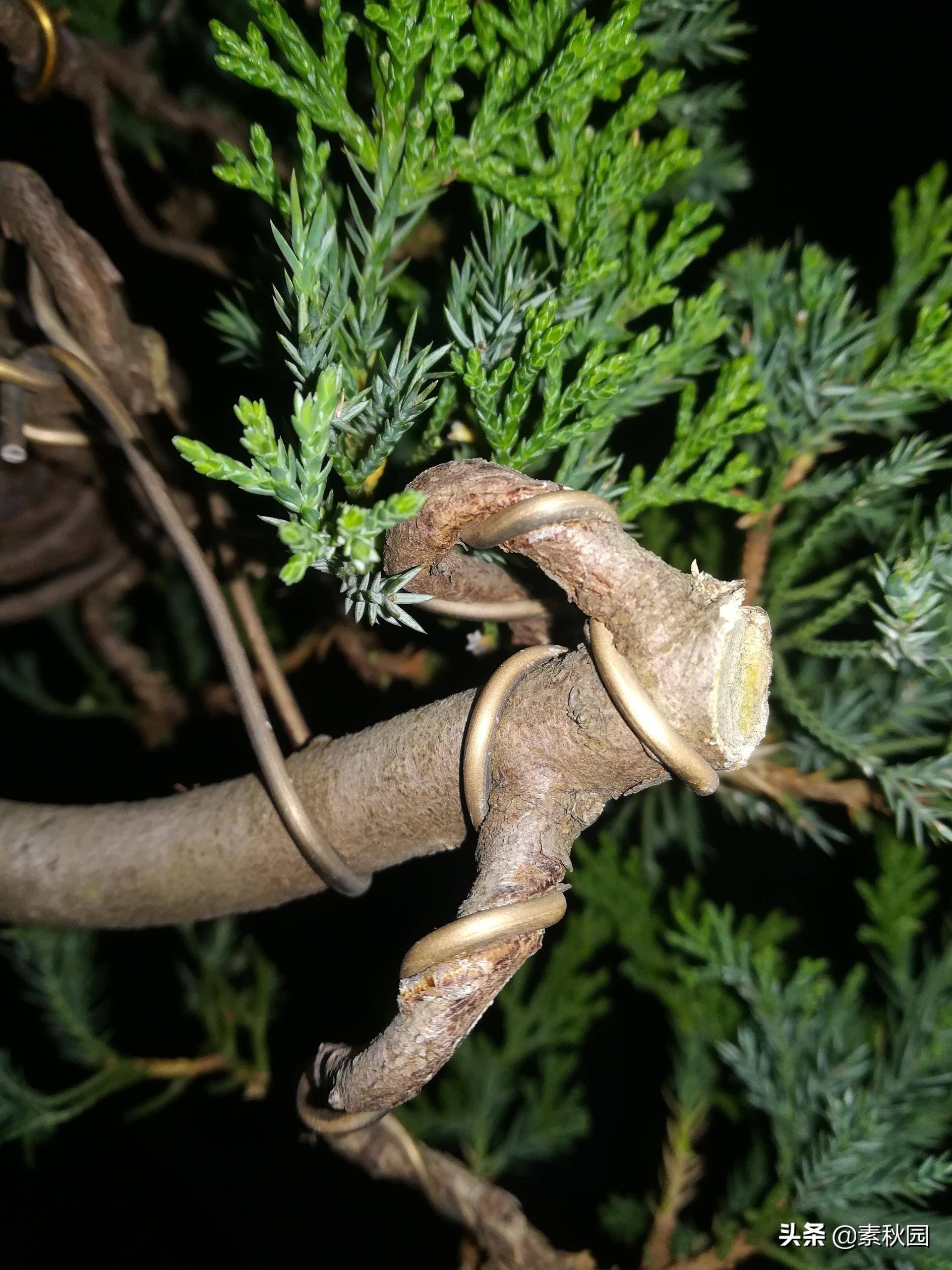 怎样从一棵小苗培养成提根盆景—台湾真柏