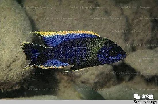 三湖慈鲷马鲷孔雀鱼多久发色,三湖慈鲷鱼之马鲷鱼