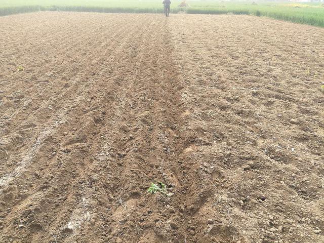 种植花生前怎么浇水,种植花生施底肥方法