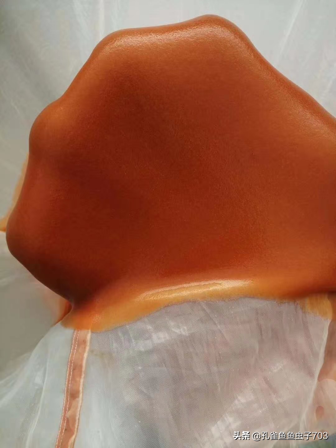 孔雀鱼应该吃什么最好,五种新手必入的孔雀鱼