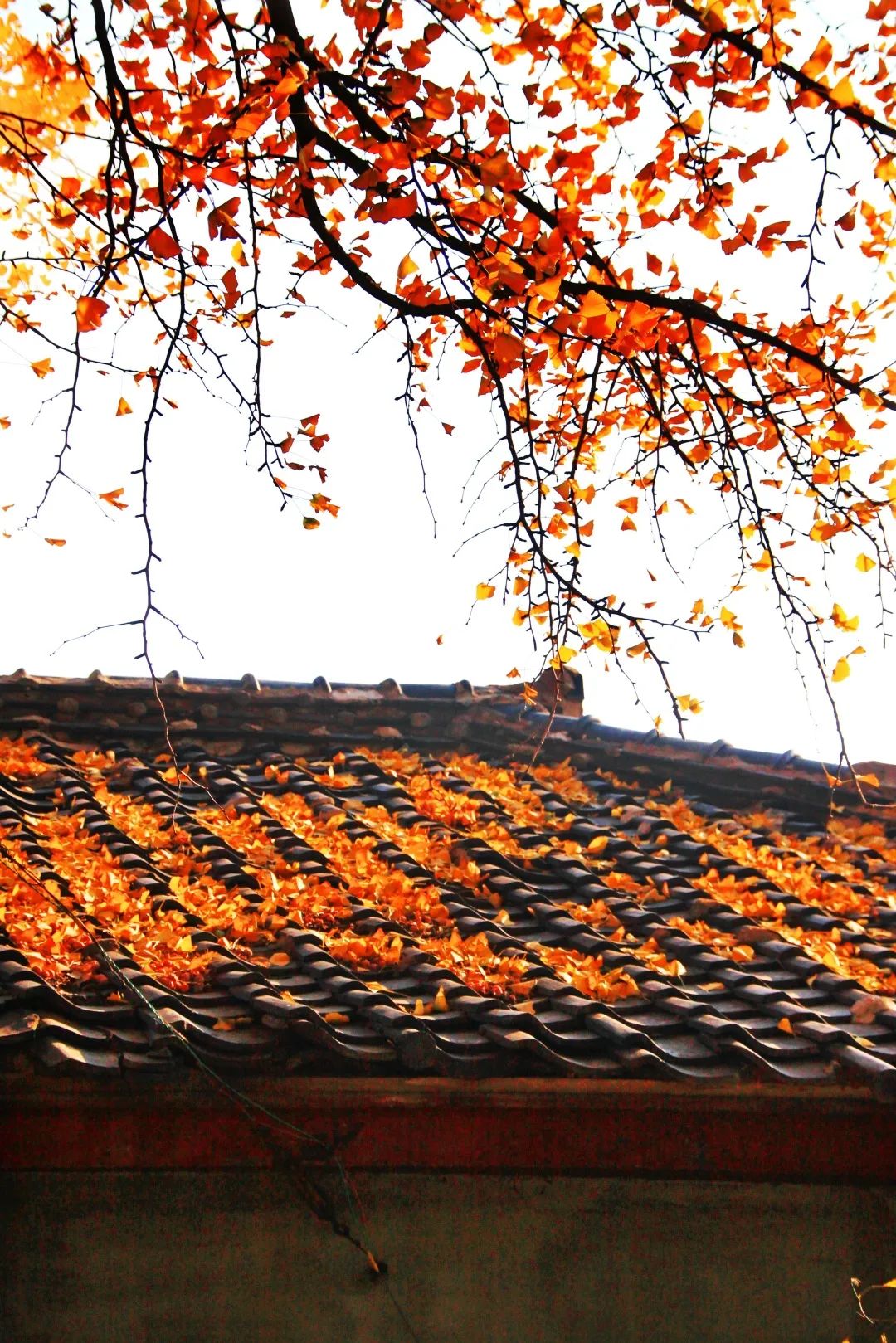 旅顺自然保护区,旅顺文物保护区