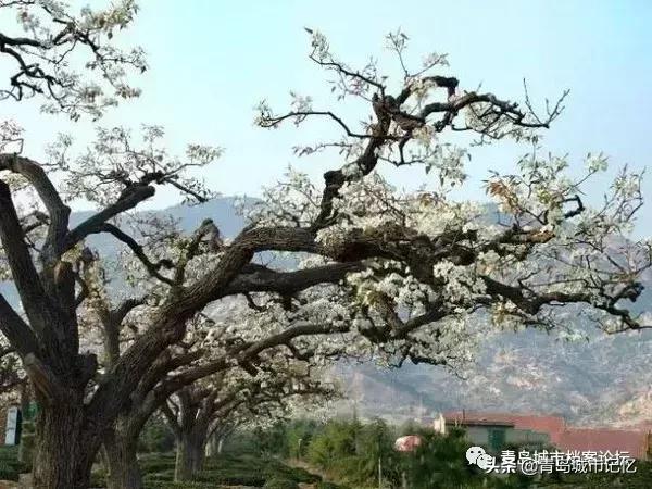 青岛岛城记忆,青岛记忆纪念馆