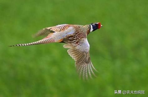 晒谷不晒米的秘诀,晒谷不晒米是什么意思啊