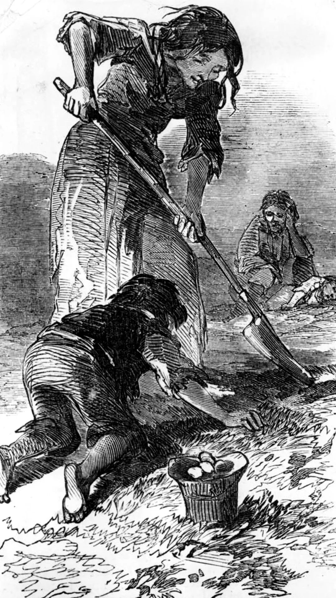 爱尔兰饥荒死亡原因,爱尔兰饥荒死亡多少