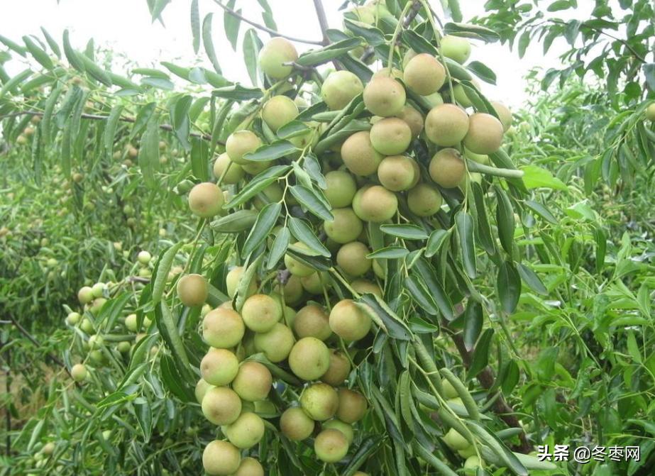 冬枣树没愈合要涂杀虫的药,冬枣树一年四季打药时间