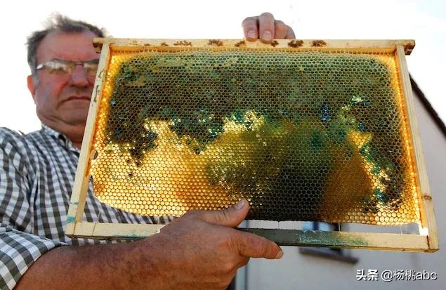 养蜂人发现蓝色蜂蜜,法国蓝色蜂蜜