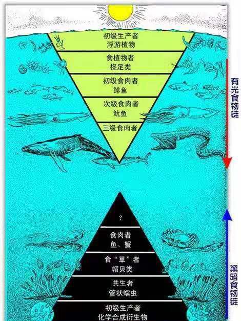 大海里面最大的生物是不是大蓝鲸,海底史前比蓝鲸还大的十大生物