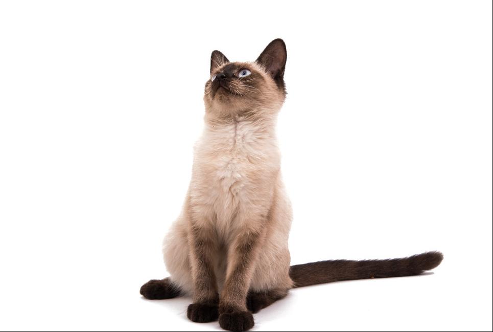 猫咪寿命比较长的有哪些,猫咪的寿命一般在多长时间左右